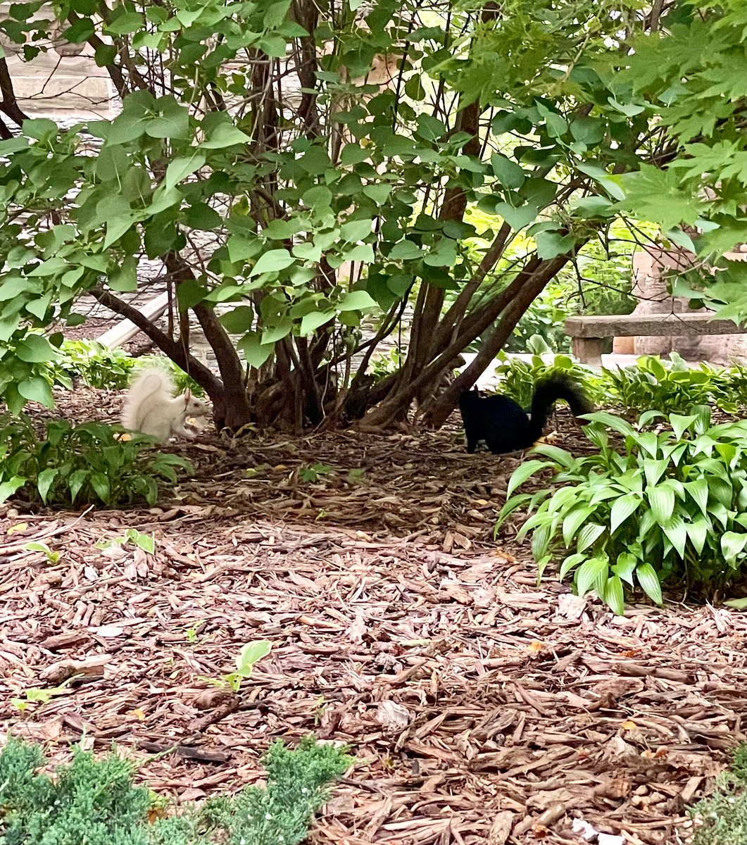 #heymac Found this albino grey squirrel in a deep conversation with a melanistic morph at @Macalester campus 🐿️ sorry for the grainy/zoomed pic, didn’t want to disturb their meeting 😃#AcademicChatter #blackandwhite #CampusSquirrels