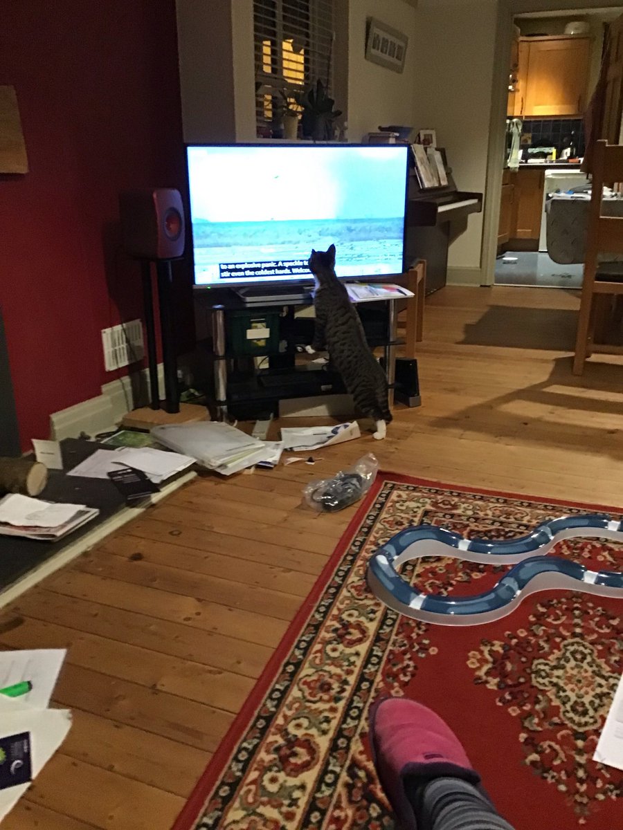 ManagerMagz's tweet photo. @brit_battleaxe @pattacake812 In some ways it’s worse when you find out.  Leo watched the Queen’s Jubilee went out &amp; was run over.  I found out in a phone call from the vet. 😢 https://t.co/5mPebcxz2G