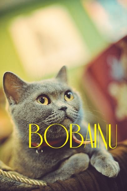 @MarketSpotter My best #Altcoin is #bobainu @BobaInu 
Best investment opportunity ever