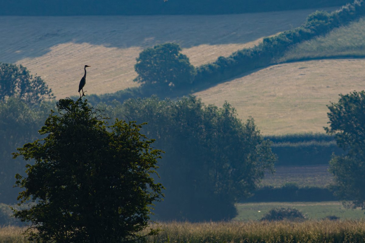 Grey Heron on lookout duty this morning. #Somerset