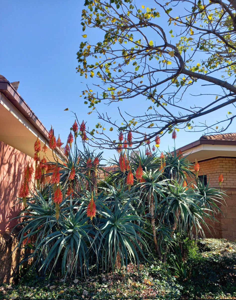 I am really enjoying Aloe flowering season! Our campus is an explosion of warm colors on these chilly winter mornings! <a href="/Fabiteam1/">FABI</a> <a href="/UPnasagric/">UP Faculty of Natural and Agricultural Sciences</a> <a href="/UPTuks/">University of Pretoria</a>