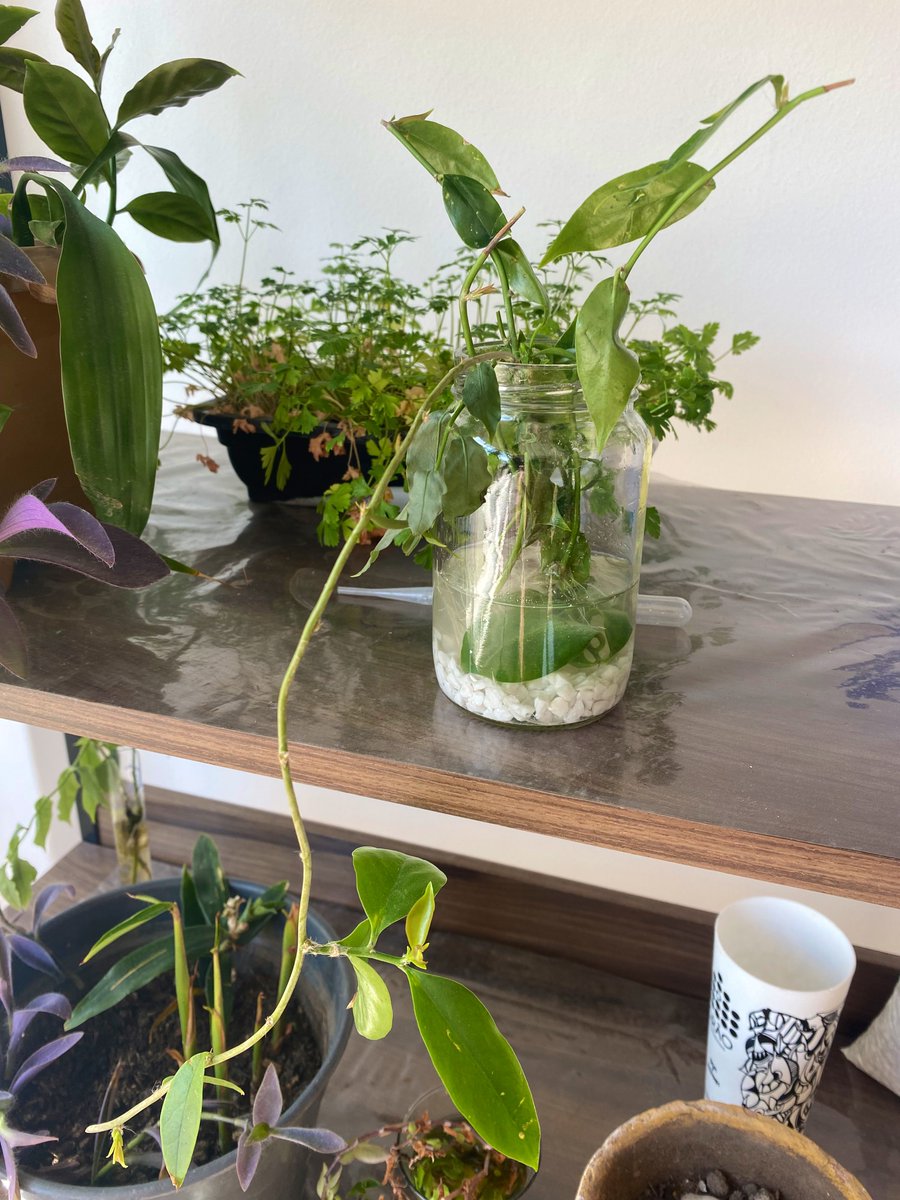 Augusto Pereira tweet media