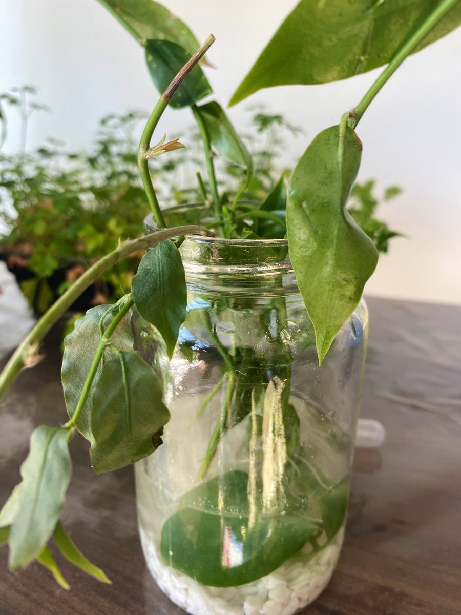 Augusto Pereira tweet media