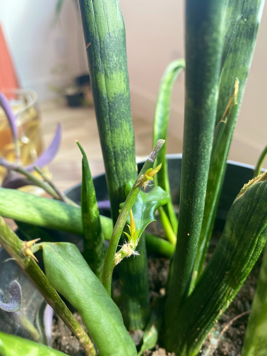 Augusto Pereira tweet media