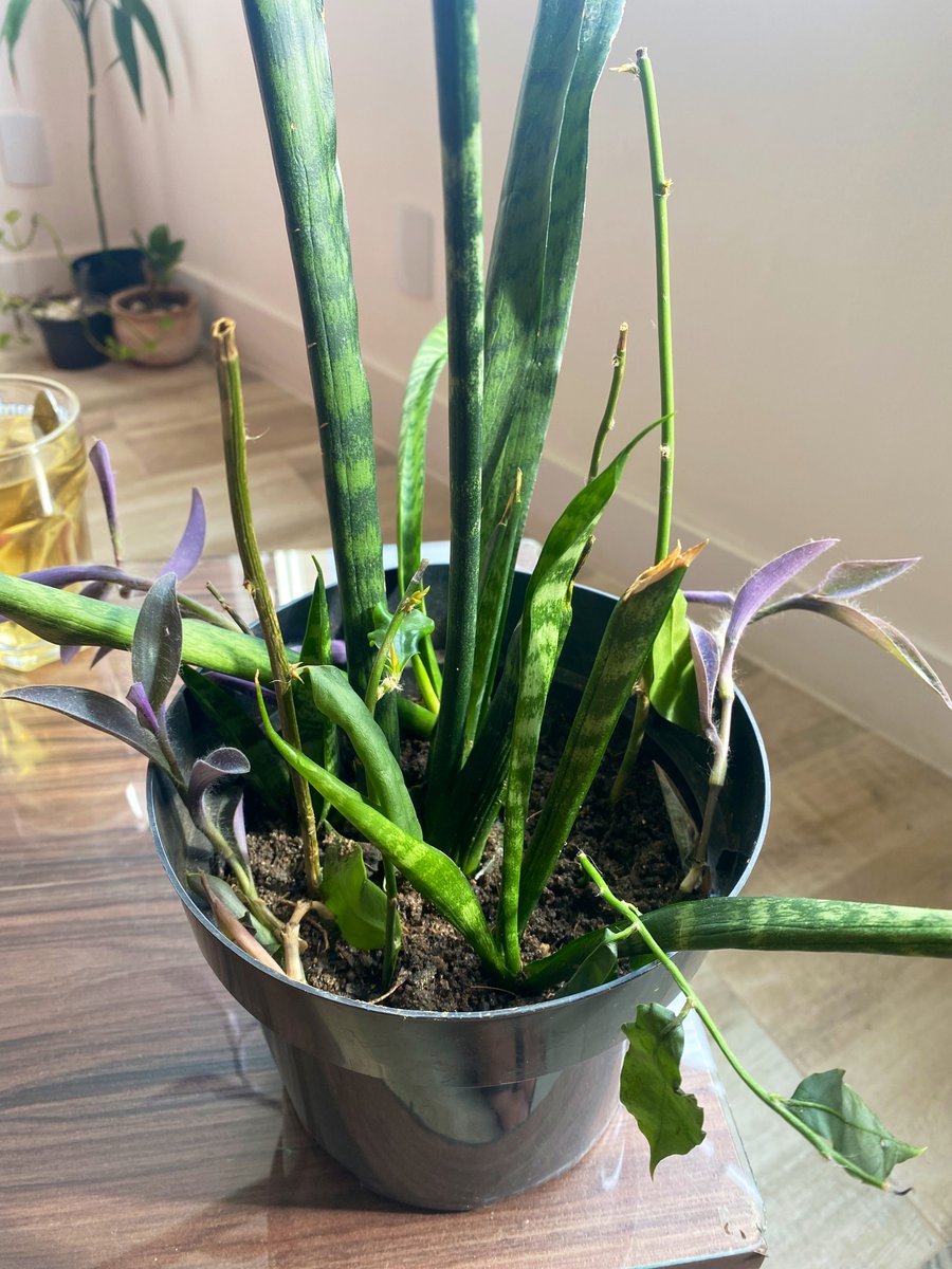 Augusto Pereira tweet media