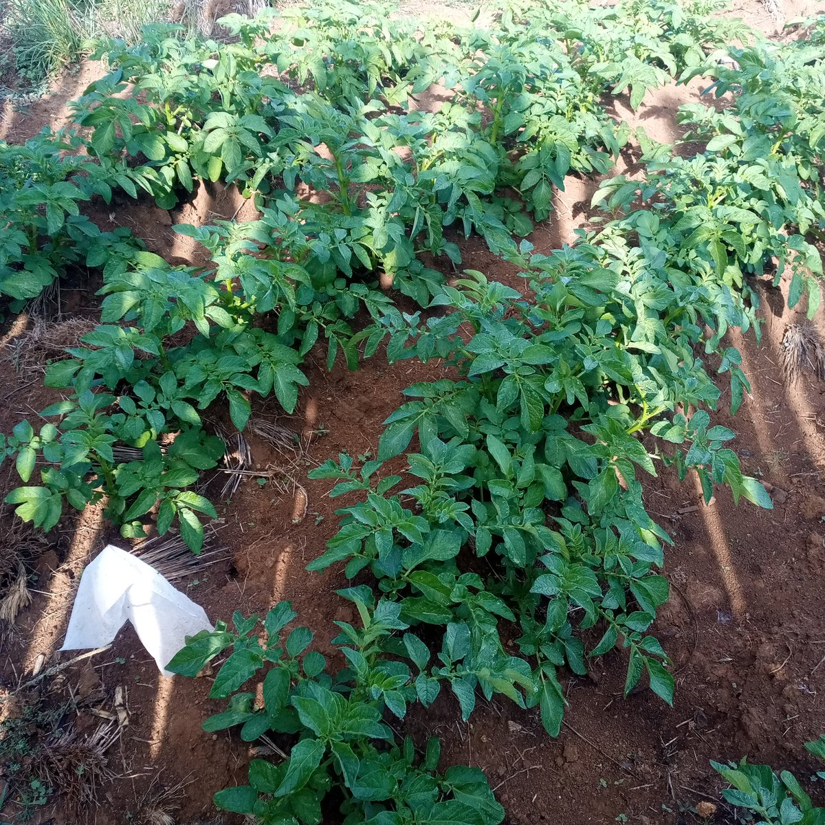 @NAP_Africa My small scale potato farm. Samburu county, Siambu village.