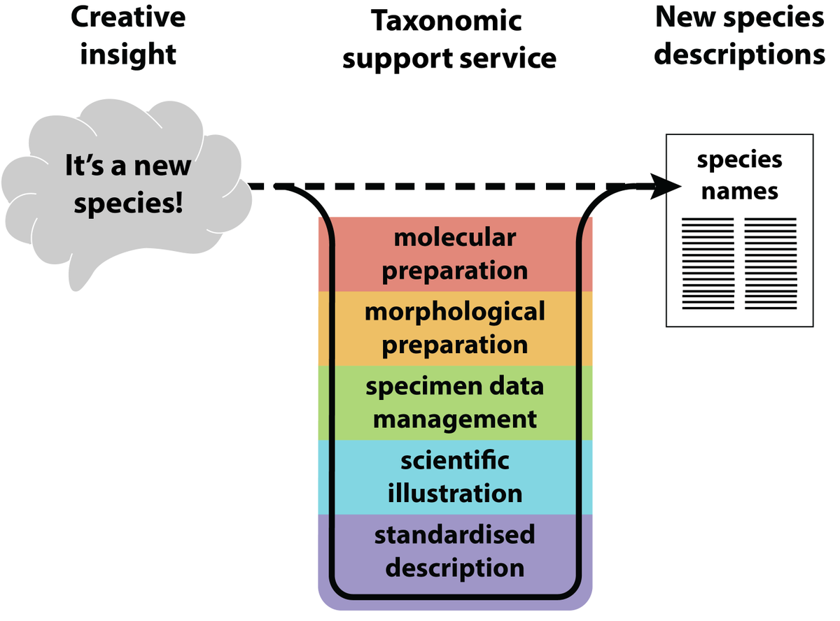 Species are going extinct before we discover them

Have you ever wondered, why is there no service to support taxonomic species descriptions? 

The <a href="/oceanspecies_/">SOSA</a>  project <a href="/Senckenberg/">SENCKENBERG</a> proposes a new model to accelerate taxonomy. Out now in #Bioessays

onlinelibrary.wiley.com/doi/10.1002/bi…