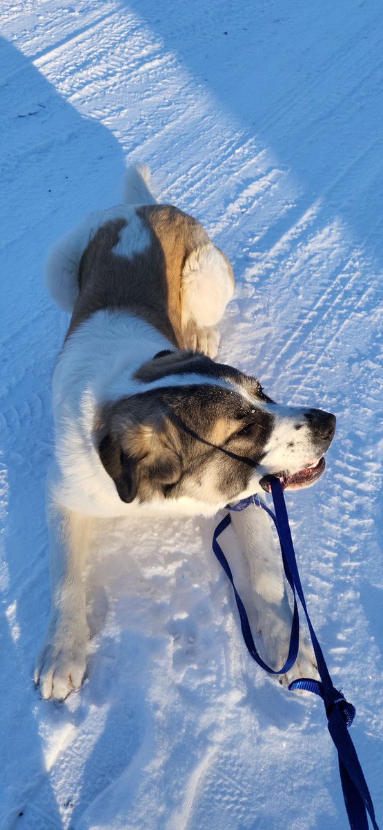 LOST DOG ‼ PLEASE SHARE  ‼

Last seen: Around Lakehurst Road and Kawartha Hideaway

Type: St Bernard/Caucasian Shepard mix (pictured below)

Name: King

If found, please call owner Kessa and family at 705-313-6378 or 705-657-1471.
#trentlakes #buckhorn #buckhornont