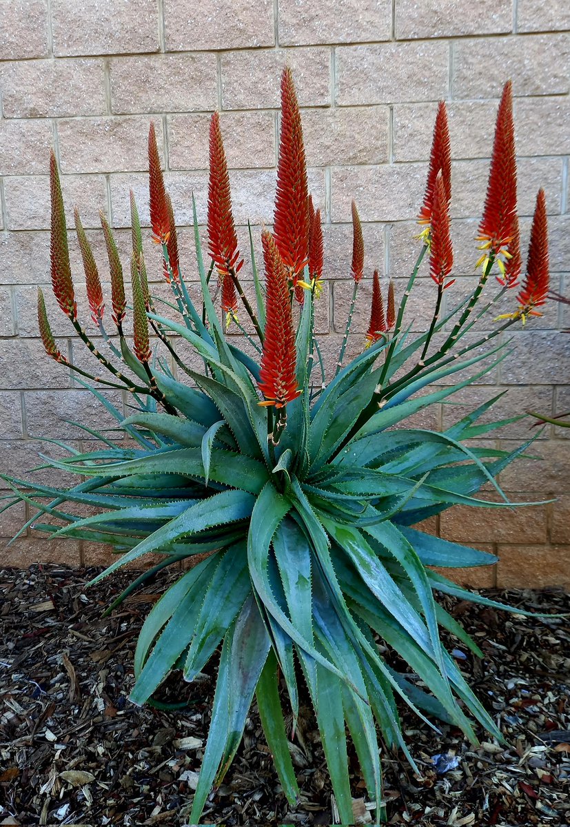 NickyCreux's tweet photo. I am really enjoying Aloe flowering season! Our campus is an explosion of warm colors on these chilly winter mornings! @Fabiteam1 @UPnasagric @UPTuks https://t.co/lgDiNXaDTl