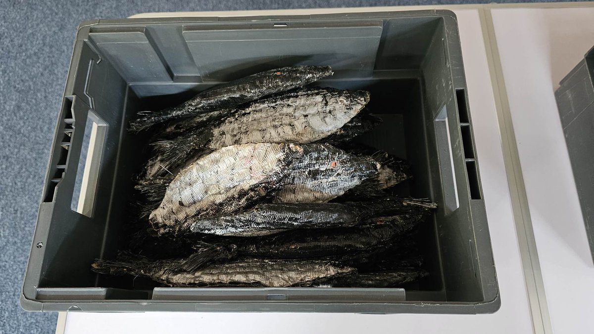 The fish are ready!.....and so are we...

"Ladies Day" comes to Furzey Gardens 6th-8th July.

GET YOUR TICKETS HERE! bit.ly/3odYDCV