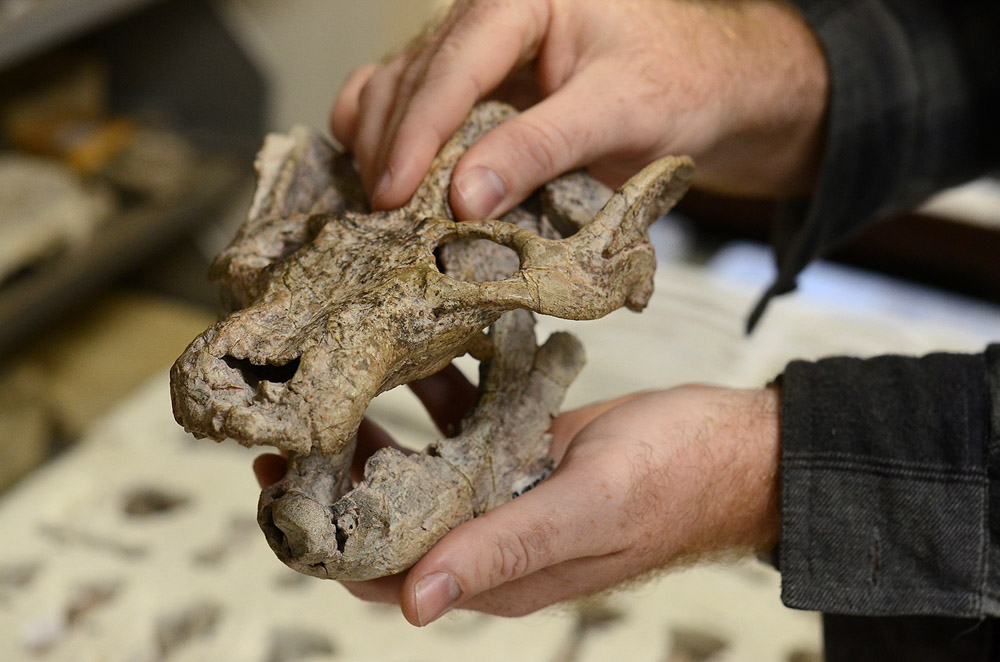 Estudo descobre espécie que viveu há 233 milhões de anos no Rio Grande do Sul

Fósseis do Santagnathus mariensis foram encontrados em Santa Maria e identificados por pesquisadores do PPG Geociências da UFRGS: bit.ly/465fs42