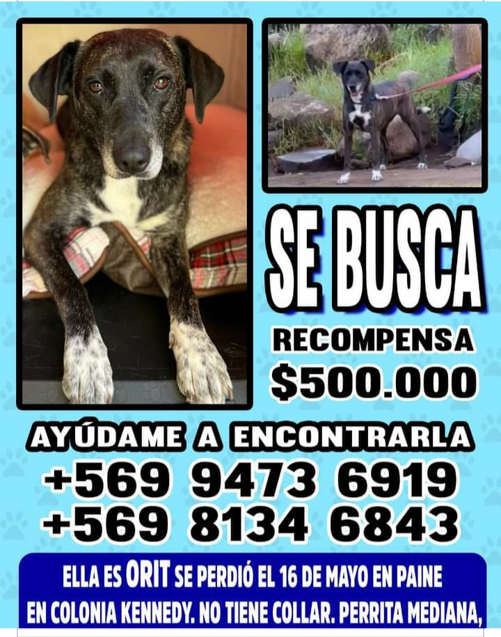 POR FAVOR PAINE SE BUSCA A PERRITA LLAMADA "ORIT" POR FAVOR ATENTOS