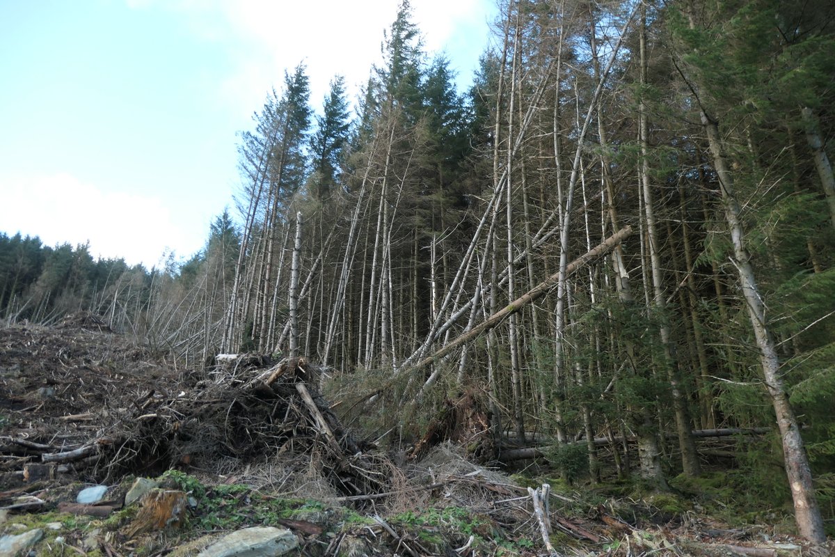 Coillte has a series of public consultations coming up next week. If you’d like to know what the plans are for Coillte forests in your part of the country, or you’d like to share your thoughts on how our State forestry is managed, please attend if you can – meeting details below