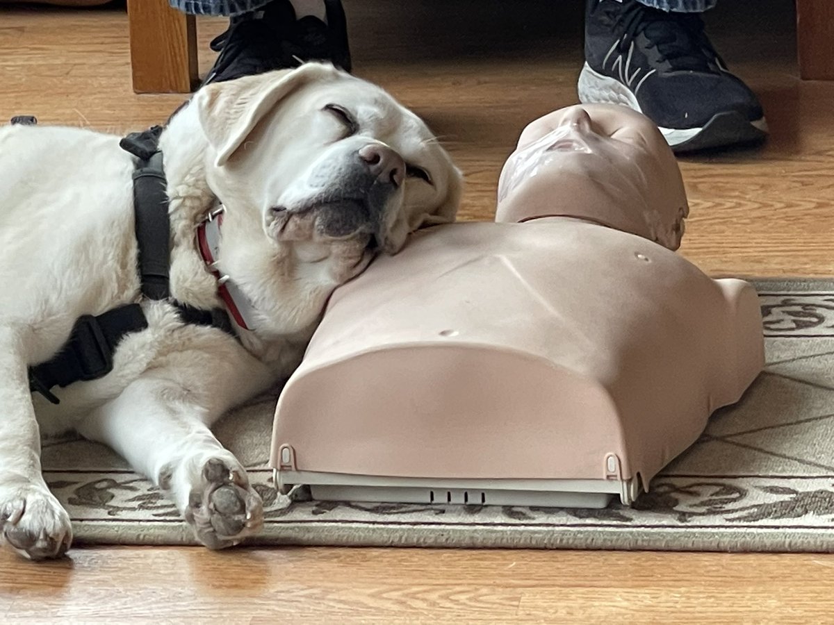 selshult's tweet photo. Sometimes I help my hooman when he teaches CPR/AED classes. #cpr #AED #adogsdevotion #emergency #heartattack #dogslife #dogswelove #workingdogs https://t.co/se8ZcOfyG9