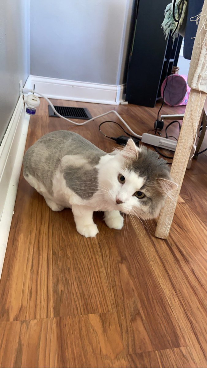 _two_ply's tweet photo. cant blame her tho there is a big, scary lion living in our house now https://t.co/0gnRju8T00