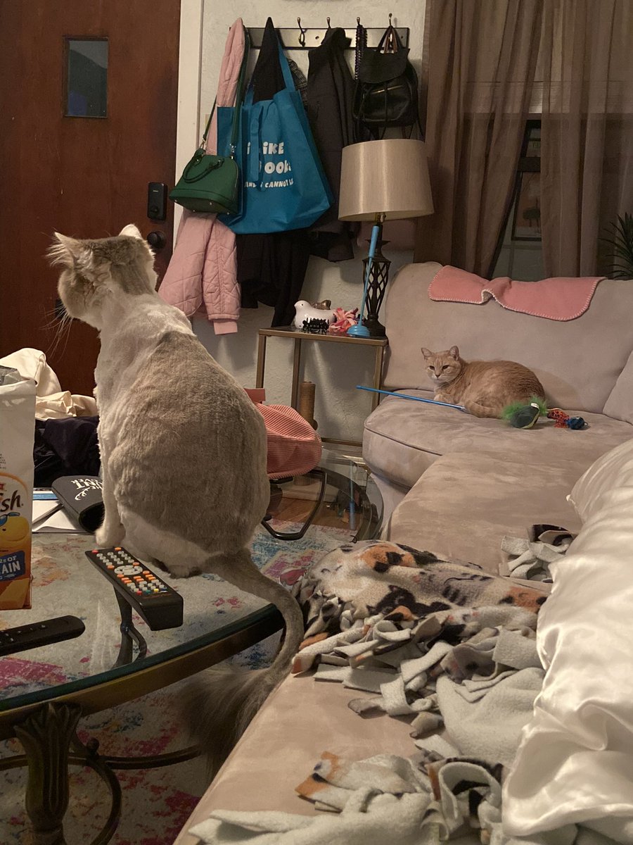 _two_ply's tweet photo. cant blame her tho there is a big, scary lion living in our house now https://t.co/0gnRju8T00