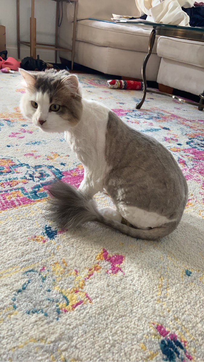 _two_ply's tweet photo. cant blame her tho there is a big, scary lion living in our house now https://t.co/0gnRju8T00