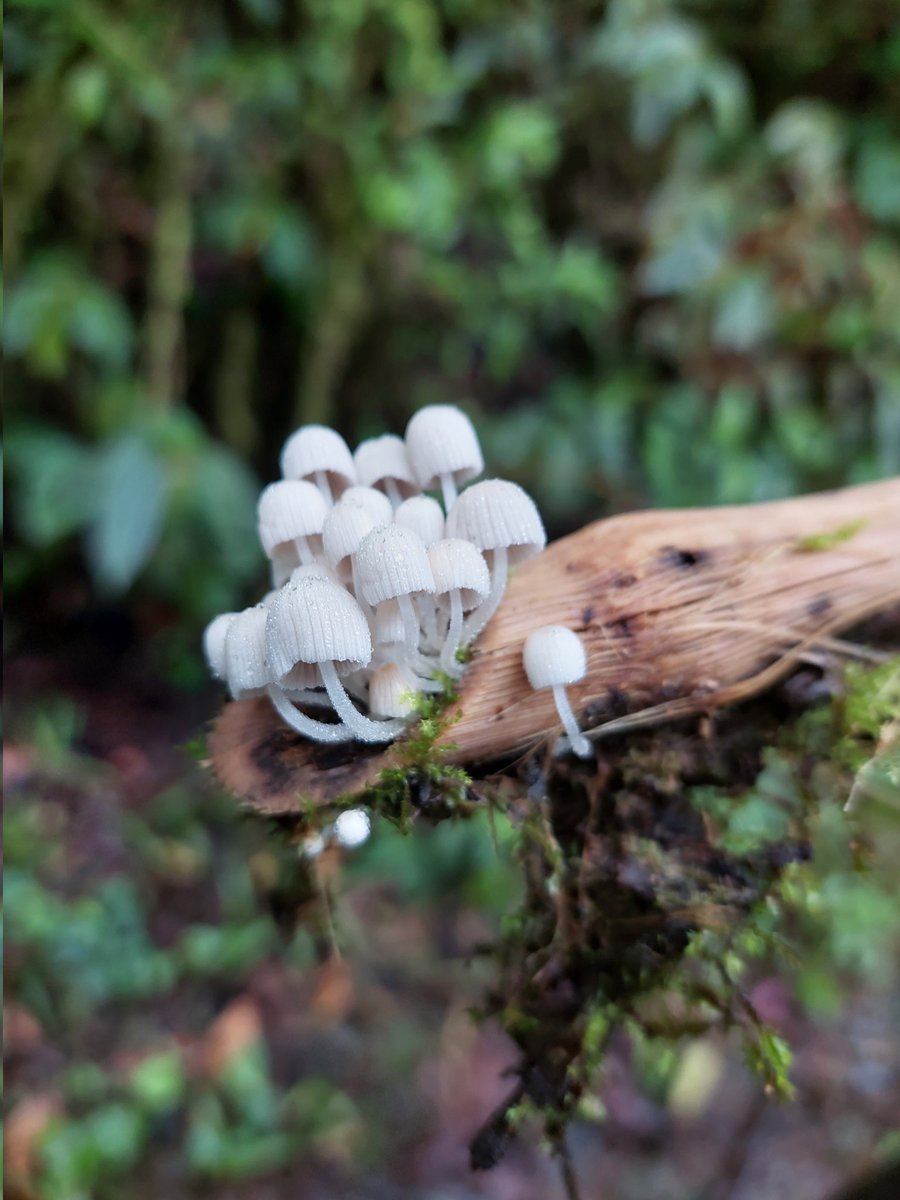 Refugiolongomai's tweet photo. Hongos que se dejan ver con las lluvias. 

#fungi #hongo #costarica #longomai #longomaicr https://t.co/roQpc4QH0d