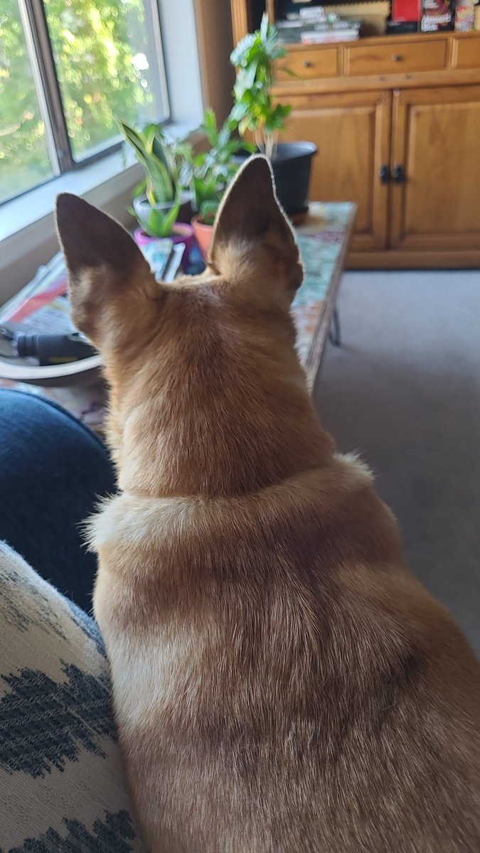 UmpquaChemProf's tweet photo. @bunsenbernerbmd On my lap, looking out the window and keeping the neighborhood safe. https://t.co/6pRuQ5iX59