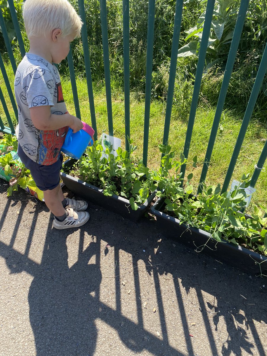 Dunbar Primary Nursery (@dunbarnursery) on Twitter photo Woodlands - We were busy in the garden watering all the plants herbs and vegetables. Also we noticed our seeds starting to grow! “Look of my sunflower🌻 is growing !” “Need to give it water to grow big and big to the sky !”<a href="/DunbarPrimary/">Dunbar Primary</a> #planting #outdoorfun #summer #gardening Woodlands - We were busy in the garden watering all the plants herbs and vegetables. Also we noticed our seeds starting to grow! “Look of my sunflower🌻 is growing !” “Need to give it water to grow big and big to the sky !”<a href="/DunbarPrimary/">Dunbar Primary</a> #planting #outdoorfun #summer #gardening