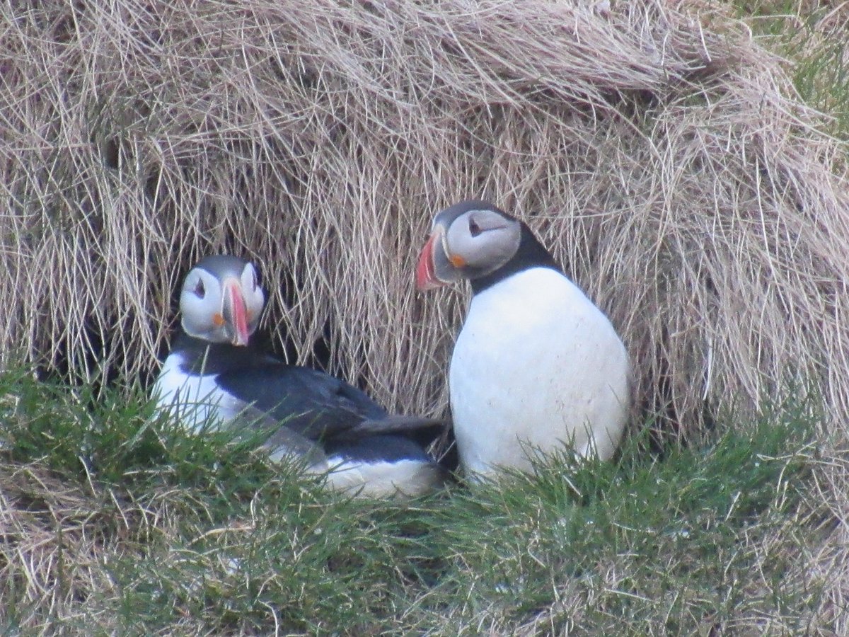 If you live locally, you'll have noticed all the wild birds returning to the islands - including our puffins!

Puffling season is just around the corner, so keep your eyes peeled as we get ready to support Puffling Patrol for another busy summer💙

Image: Rodrigo Martinez Catalan