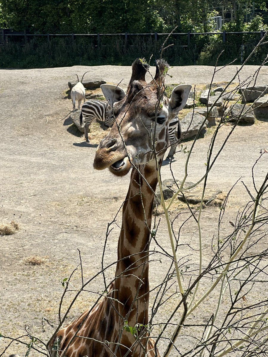 📍Dublin. Plenty of stout, whiskey, and McGregor talk.