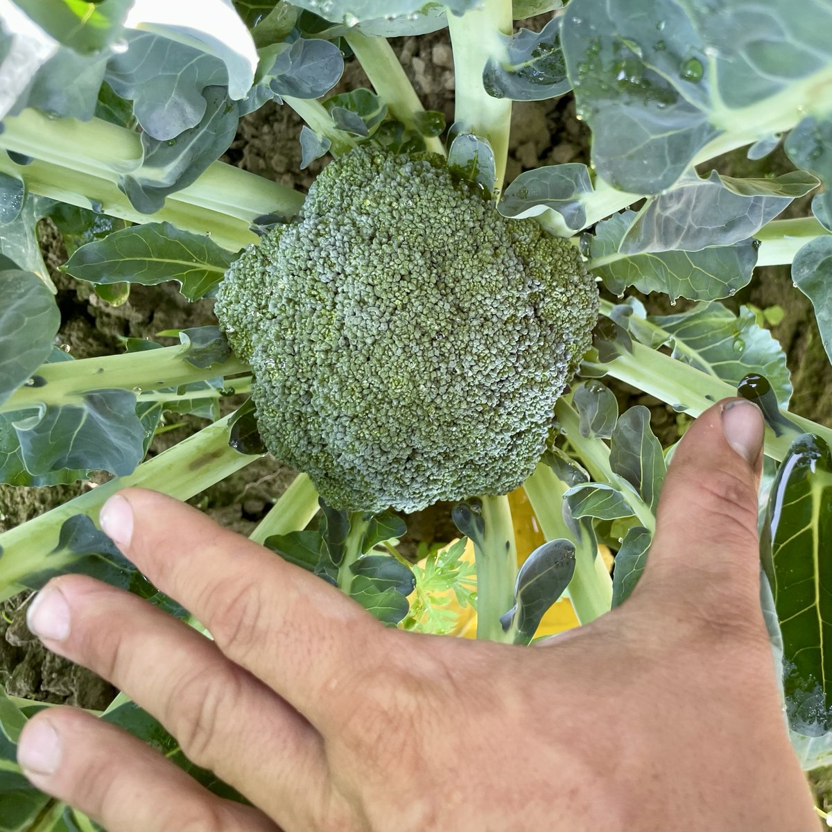 It's almost here! #broccoli #farmtotable #BardwellFarm #season2023 #eatfresh #buylocal #ag #agriculture #aglife #farmlife