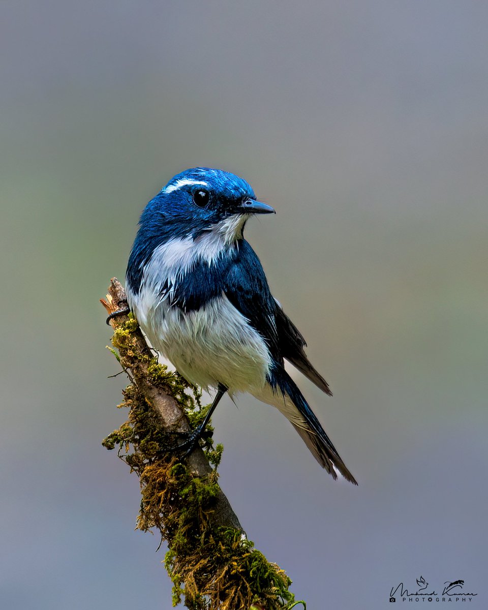 Ultramarine flycatcher
Sattal - Uttarakhand. #IndiAves #TwitterNatureCommunity #Birds #Birding #birdwatching