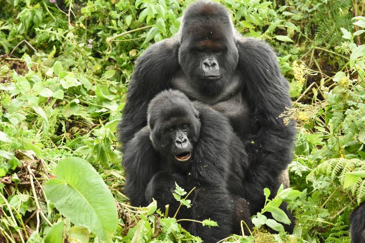 AfritrekU's tweet photo. Did you know that gorillas have fascinating mating rituals? ๐ฆ๐ฟ
During the mating season, male gorillas known as silverbacks engage in impressive displays of dominance, showcasing their strength & authority.
https://t.co/CrDHGsaOUu
#afriktrekholidays #GorillaMating #gorillas https://t.co/Jc0bFSNkCr