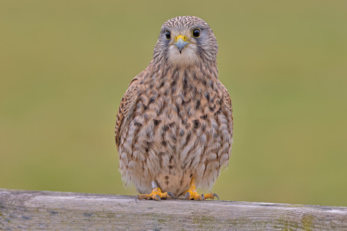 Jeff’s Wildlife Photography tweet media