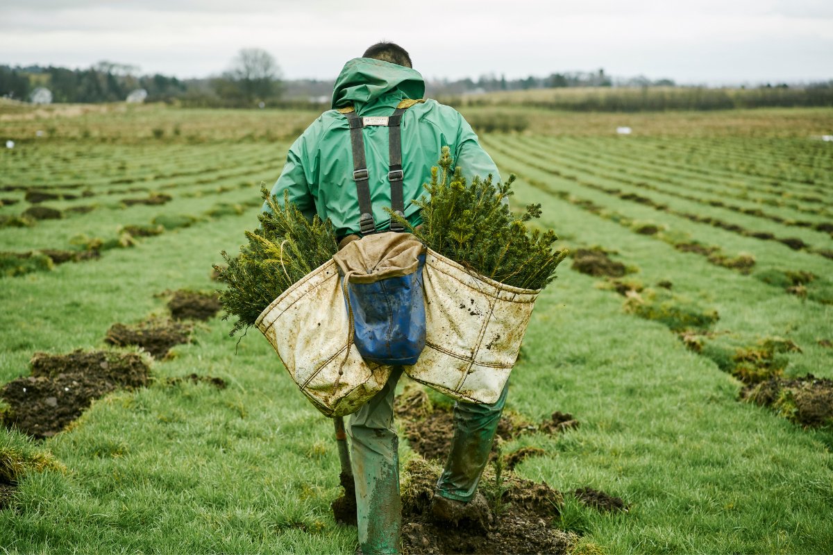 🧵 Tree planting rates have reached their lowest levels for five years in the UK, new statistics have revealed.

Just 12,960 hectares of woodland were created in the 12 months prior to the end of March 2023, the first time the figure has fallen below 13,000 ha since 2017/18.