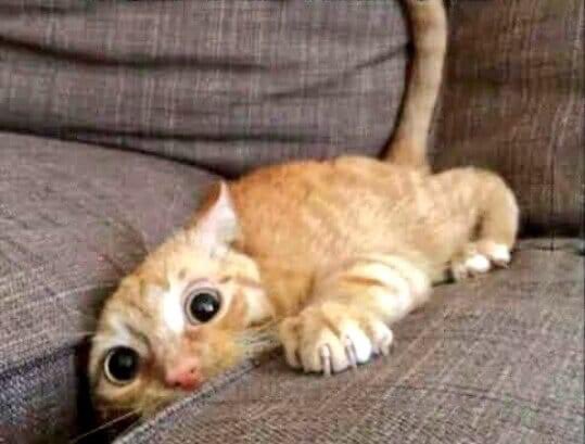 0mega001's tweet photo. When you are looking for the remote and you touch something warm and hairy 😂😂 https://t.co/GndtFISaKl