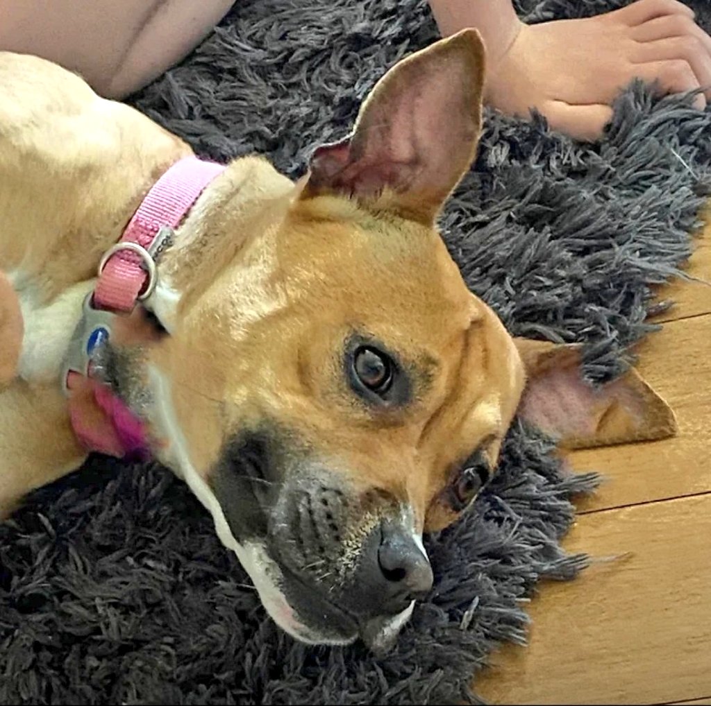 Second Chance Dog Rescue on Twitter "RT evamahoney101 Penny is