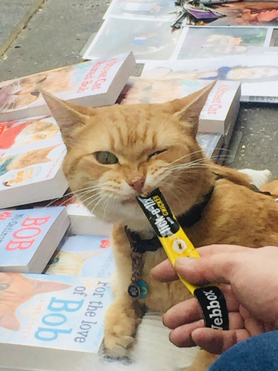 Fates On Fire (@fatesonfi) on Twitter photo Love you and miss you so much Bob ❤️ Thanks for the wonderful adventures & memories! The world was a better place by having you in it 😺 <a href="/jamesandbobltd/">Official_StreetcatBob</a> #StreetCatBob Love you and miss you so much Bob ❤️ Thanks for the wonderful adventures & memories! The world was a better place by having you in it 😺 <a href="/jamesandbobltd/">Official_StreetcatBob</a> #StreetCatBob