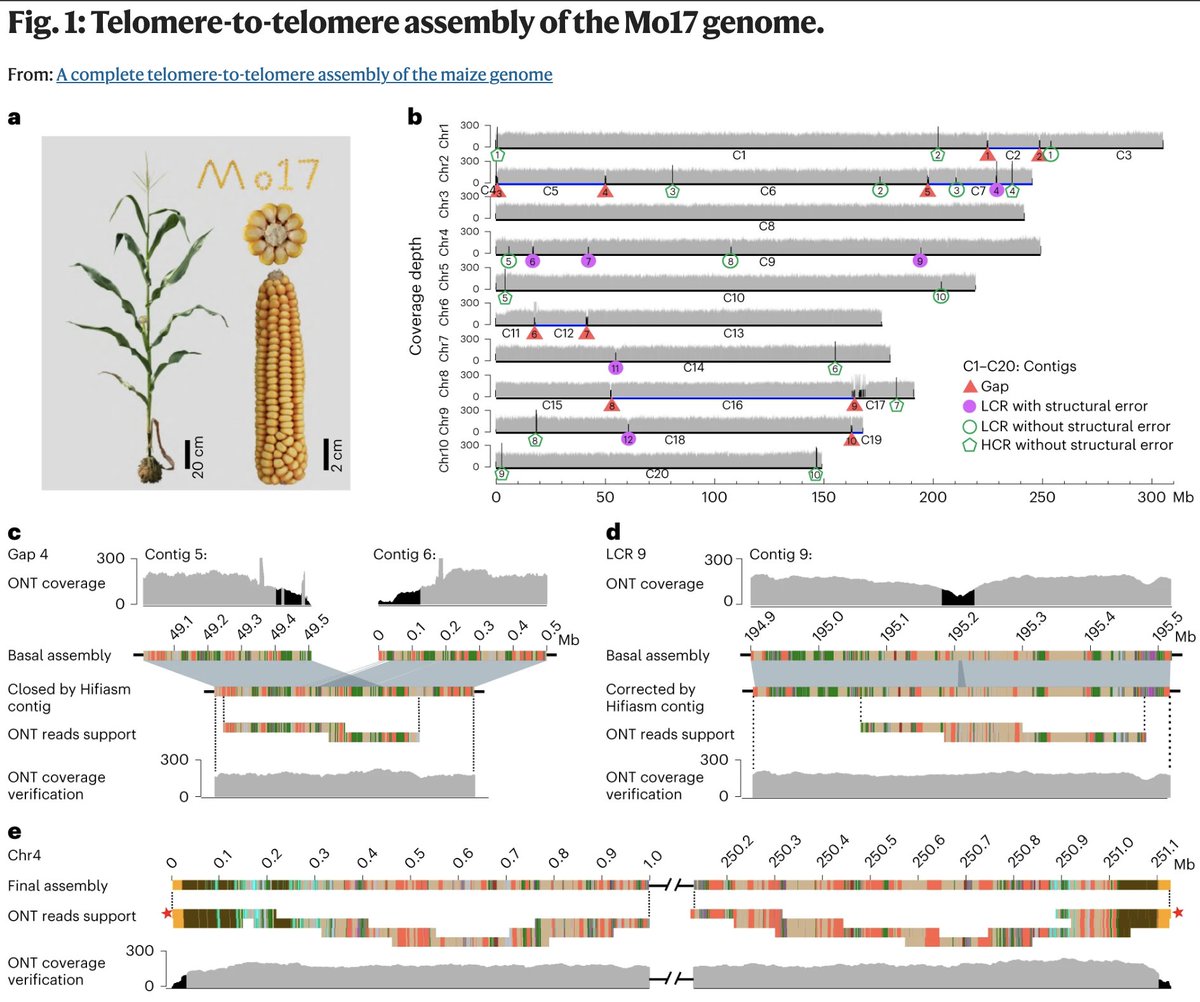 Publishing a complete, telomere-to-telomere assembly of the vast and tangled maize genome, filling in every remaining gap. nature.com/articles/s4158…