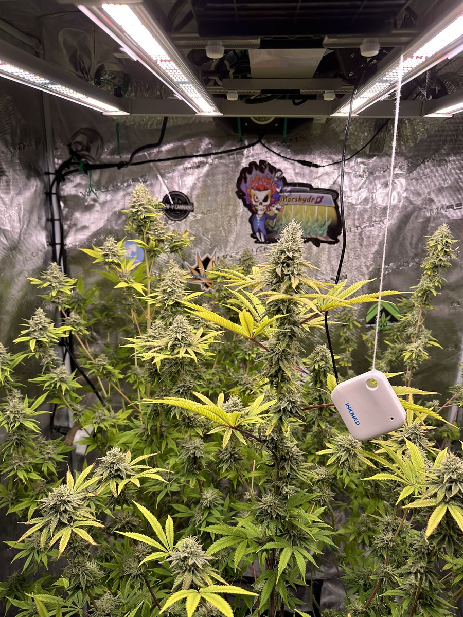 Week 6 of flower, #animalgelato #cherrycookies #quebeccannabisseed 
#eastcoastgrowtents 
#marshydro #marshydrogrowtent 
#marshydrofce3000 
#marshydroinlinefan 
#autopot #adonislivingsoil 
#dynomyco #fishshit #seaboost #inkbird
#monosilicicacid #optimizeorganics 
#growyourown