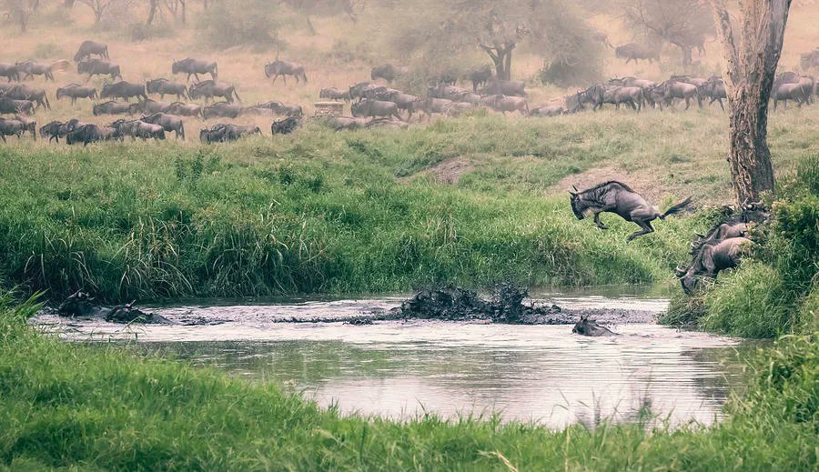 Wildebeest Migration River Crossing Tanzania Africa! buff.ly/43FeBFa #animals #africa #wildebeest #river #migration #animalphotography #naturephotography #nature #travel #travelphotography #AYearForArt #TheArtDistrict #SpringIntoArt #giftideas @joancarroll