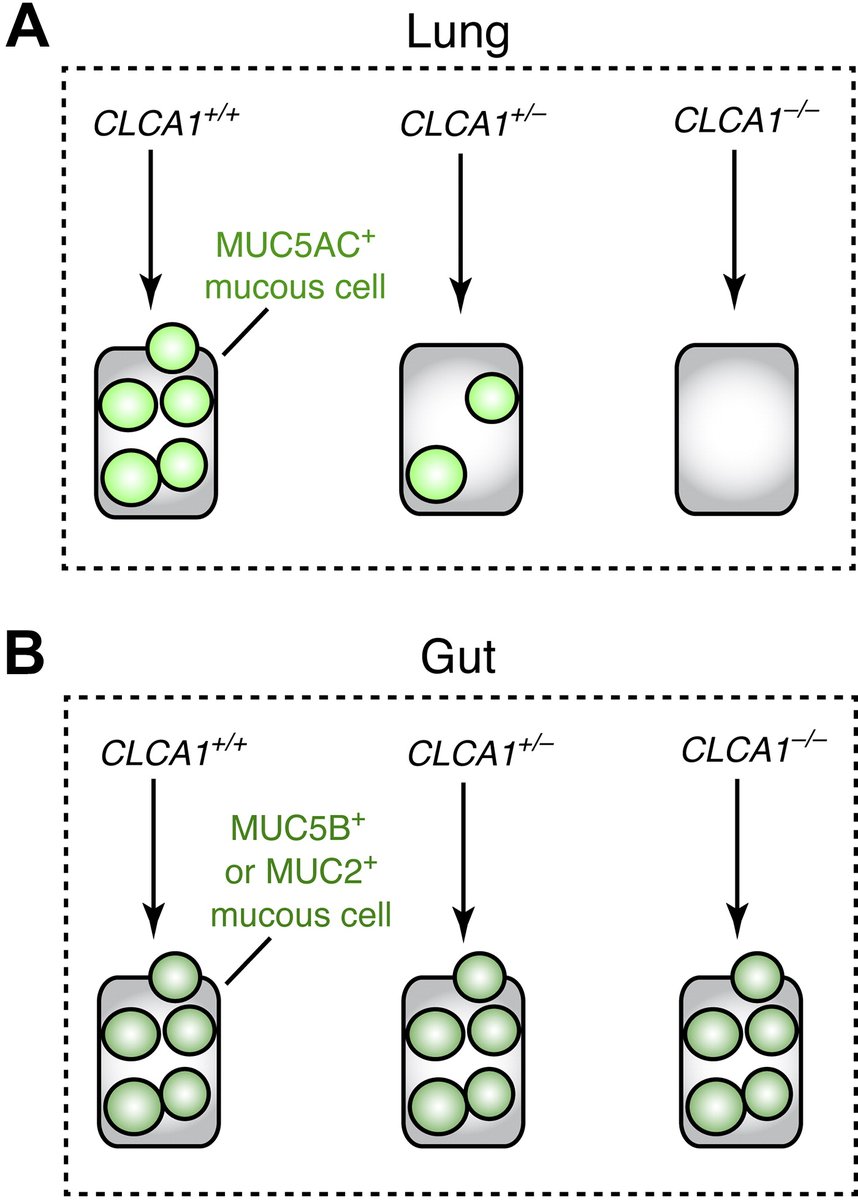 AJPLung's tweet photo. This #ThrowbackThursday is part of our Tribute to Ewald R. Weibel by @shamuskeeler et al. Chloride channel accessory 1 gene deficiency causes selective loss of mucus production in a new pig model:
https://t.co/E2ZlI6ytco
@WUSTLPCCM #MucousCells #GeneKnockout https://t.co/j52lDxB2jy