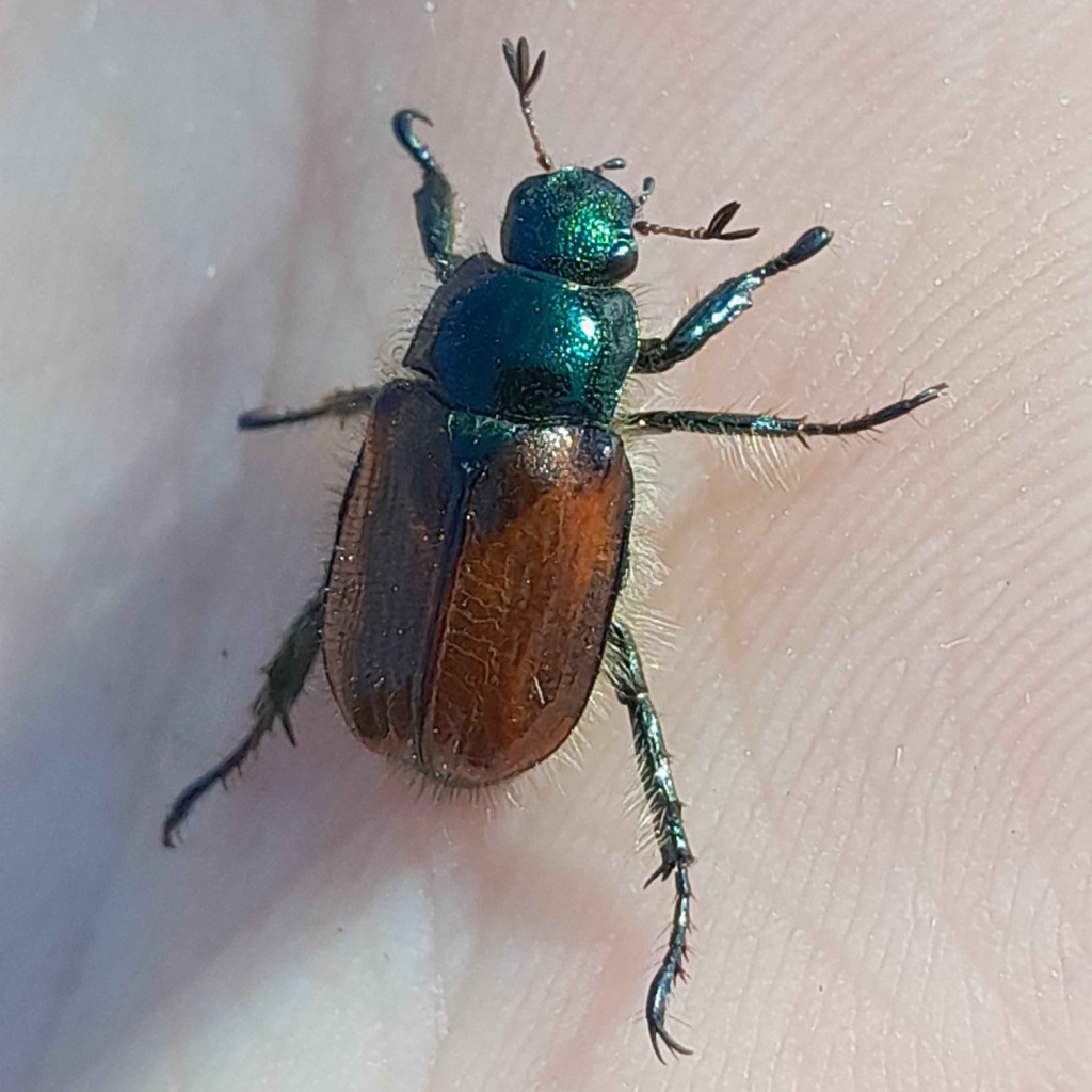 BIS #RecordOfTheWeek is the Bracken Chafer, Phyllopertha horticola seen by Isobelle Griffith in Gweunydd Dolwen SSSI, Montgomeryshire. Thanks to Isobelle who uploaded this record with photo using #LERCWalesApp <a href="/cofnod/">Cofnod</a> <a href="/SEWBReC/">SEWBReC</a> <a href="/wwbic1/">WWBIC</a> <a href="/MontWildlife/">Montgomeryshire WT</a>