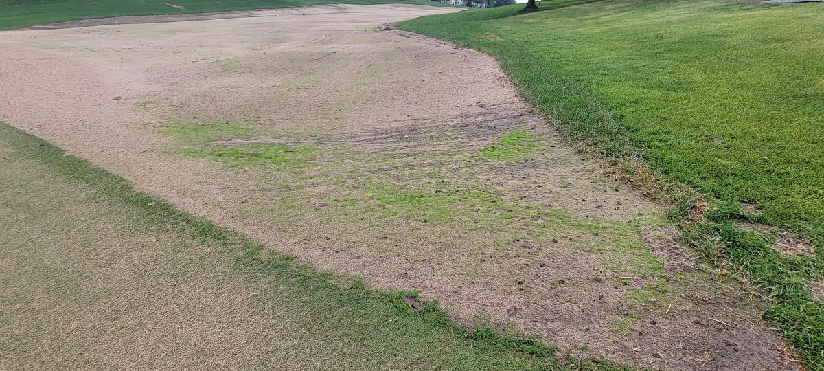 bearpathsup's tweet image. 5 days, no fert. #superbents