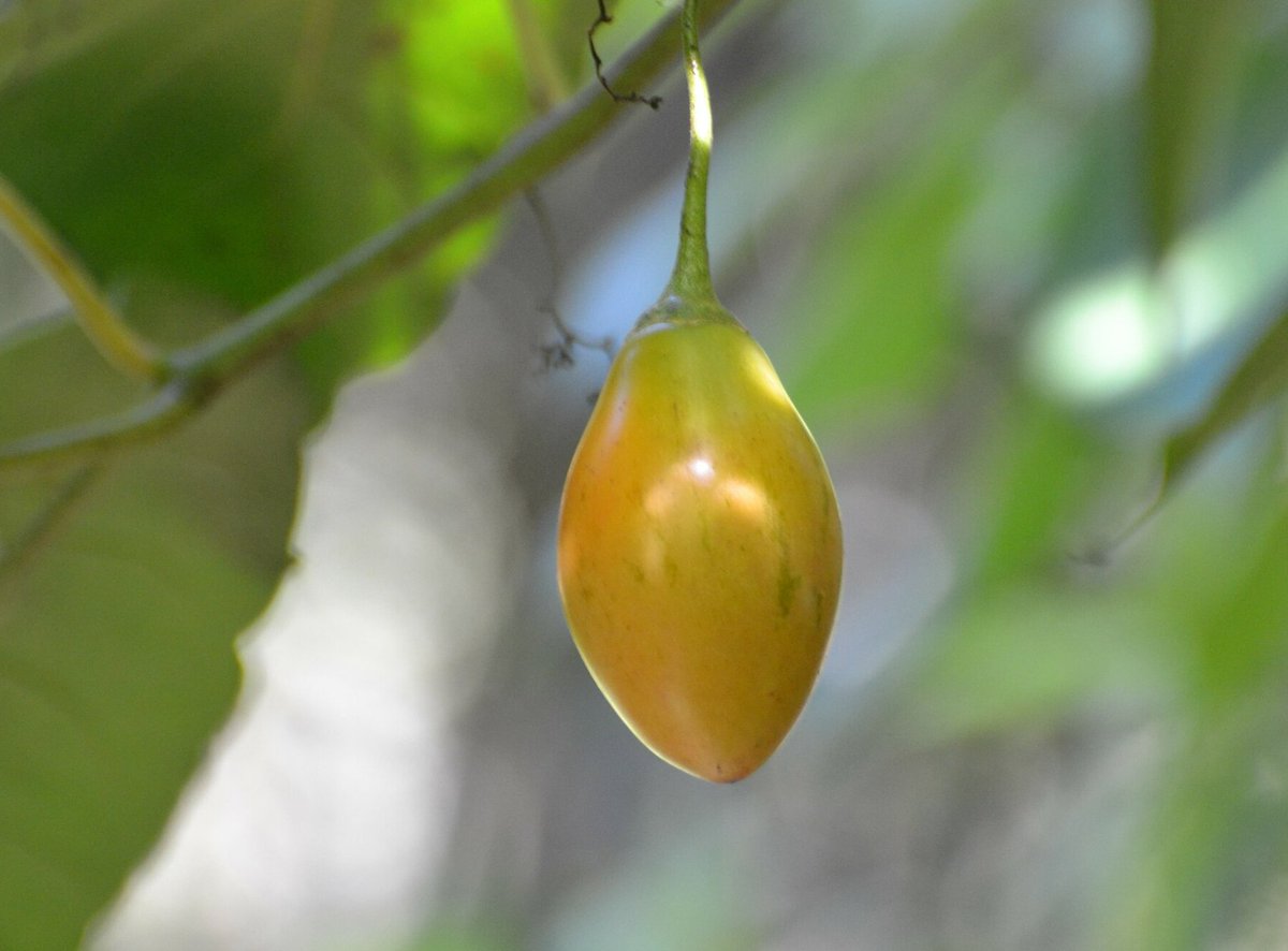 #Taxojueves #frutal #frutales
Solanaceae
Tomate árbol (Solanum betaceum)