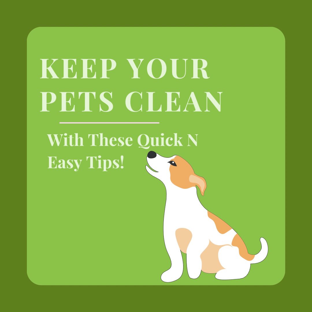 Maintain Your Pets Hygiene Easily!

1). Brush them regularly as well as their teeth
2). Bathe them when needed
3). Keep their living area clean

#pets #furbabies #cleanpets #happypets