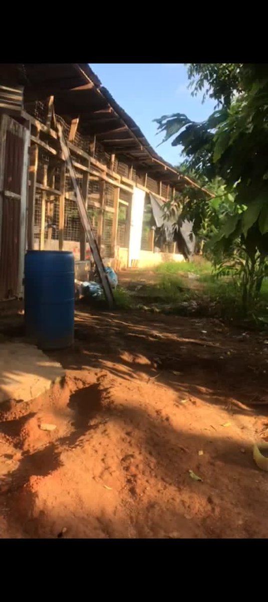 JkcCompany's tweet photo. This property is for sale inside Kumasi - Adankwame 
The land contains 
2 bedroom house
3plot of land 
A poultry farm which can contain about 3000 birds , which going for a cool price 
DM if interested +233549846182 or DM @Quasi_Cyprus https://t.co/E1uo4dOxz7