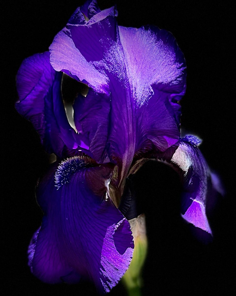 BeeandBract's tweet photo. ‘Father Rigney’ (Bro Charles Reckamp, R. 1956). Tall bearded. There are just a handful documented by the Historic Iris Preservation Society. I’m lucky enough to have one. #mygardentoday violet with brown shoulders on the falls. https://t.co/S8BZVUvfdb