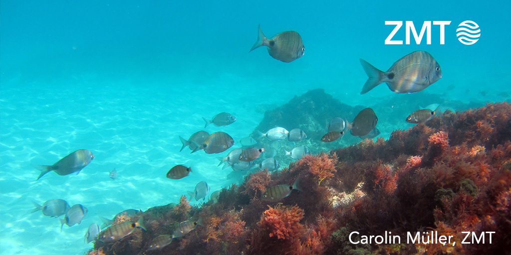 In a new study, marine biologist Carolin Müller of the ZMT demonstrates the uptake of microplastic particles by juvenile sea bream. Read more here: leibniz-zmt.de/en/news-at-zmt…