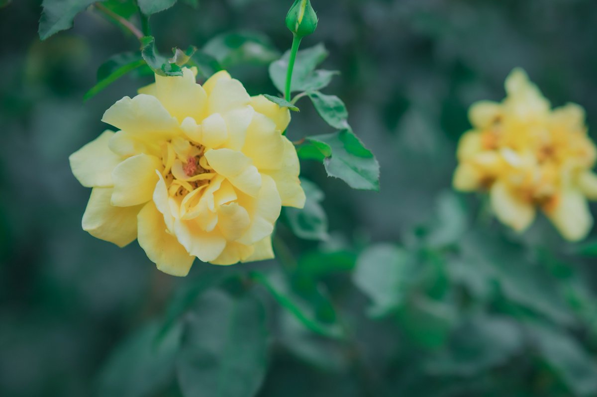 棘と薔薇
庄内緑地の薔薇は今も咲き誇っていました。
#NIKON Z6Ⅱ 85ｍｍF1.8 #私とニコンで見た世界 #写真好きな人と繋がりたい #名古屋 #岐阜
