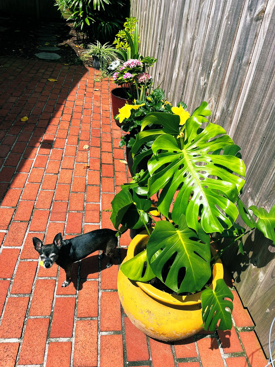 Anyone else find it thrilling when your plant gets a new leaf? 🥰🪴

#growingtogether #plantlife #monstera #plantmom #thriving #Chihuahua 💖