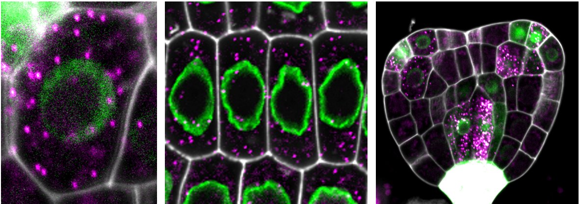 AFonseca_Card's tweet photo. Our method to detect single-molecule RNAs combined with protein detection at the single-cell level in whole-mount plant tissues is published in @NaturePlants!! @lihuazhao4 @meschichi @SicardAdrien https://t.co/IekJ94f8qR https://t.co/WOKvtQqepl