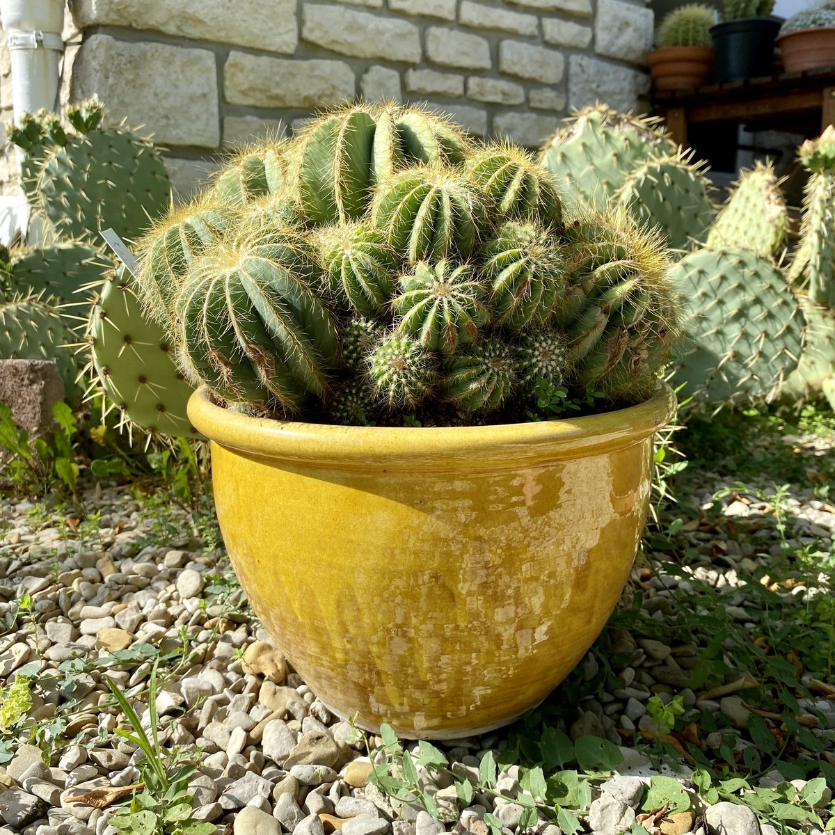 G27Marco's tweet photo. Charmant #notocactus au pot jaune cachant l’imposant #opuntia : l’arbre qui cache la foret au #jardin #plante #cactee https://t.co/qbveoGOhCZ