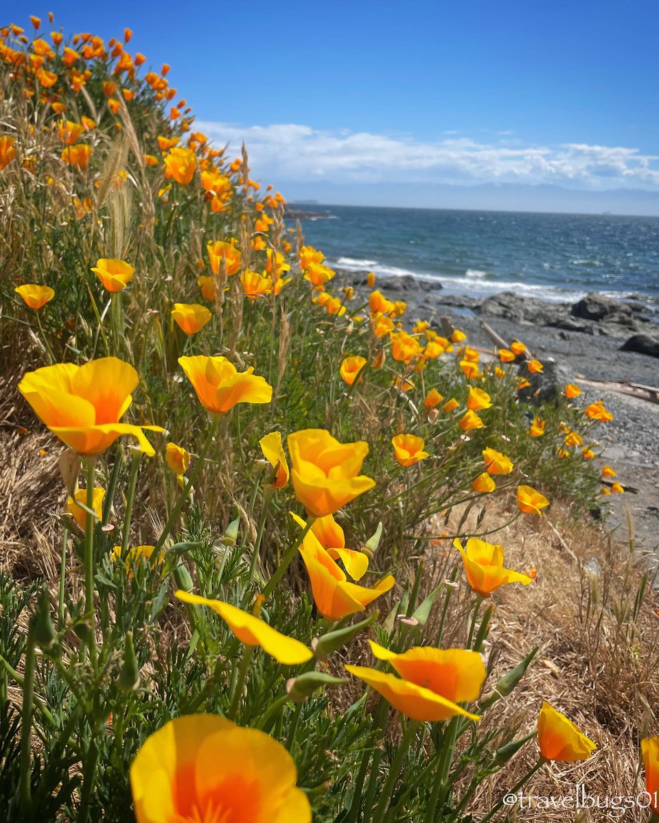 #RT @victoriavisitor: California poppies and Dallas Road's ocean breeze; reminding us that orange and blue are indeed, complementary. 🌊🧡 
_______
📸 travelbugs01 (Instagram)
📍 Dallas Road | #ExploreVictoria